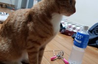 코숏 무료분양합니다