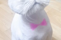 고양이 무료분양