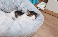 암컷 코숏냥이 분양합니다.