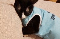 안녕하세요.입양하실분이요.