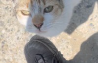 천안/아산)삼색이 여아 애옹이 집사님을 기다려요