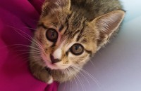 두달된 애교많은 아가냥 분양(강릉)