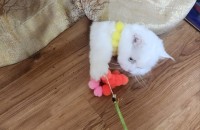 터키쉬앙고라 무료분양합니다