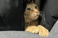 진짜 개냥이 치타 입양보냅니다