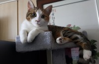 경기 파주 코숏 여아 1년2개월 고양이분양해드려요