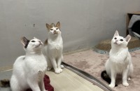 따뜻하게 품어줄 가족을 찾습니다.