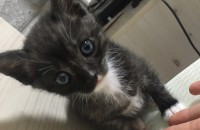 [광주] 3개월된 턱시도수컷냥이 무료분양합니다 !