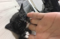 [광주]3개월된 턱시도남아깽이 무료분양합니다!