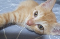 4개월 코숏 여아