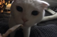 스코티쉬폴드분양합니다