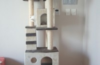 코숏두마리 무료분양합니다