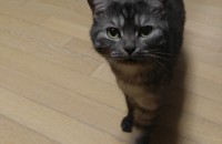 충남 천안 고양이 분양합니다.