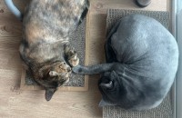 키우던 러블과 코숏 무료 분양 합니다.