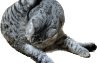 폴드 성묘 분양