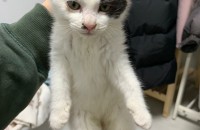 2개월된 아기고양이 개냥이 분양합니다.