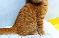 생후 4주 정도된 고양이 입니다