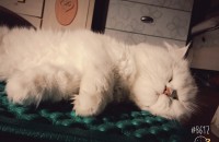 8살 페르시안 무료분양 합니다