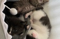 [입양중 / 강원도 원주] 어미묘 미미와 아기고양이 5마리 입양처구합니다!!