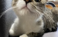 [강원-원주]  개냥이 어미묘 미미와 아기고양이 한마리 입양처찾아요:)