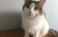 놀숲 개냥이 분양합니다..