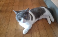 고양이 무료분양합니다