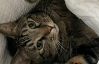 개인기,교육이 되는 개냥이.