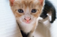 코숏 아기고양이 2마리 분양합니다