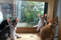 코숏 2개월된 아기고양이 (4마리) 무료분양합니다.