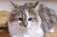 6개월 노르웨이숲 수컷냥이 무료분양 합니당.