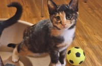 새끼고양이 3마리의 평생 가족을 찾습니다