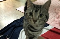 1년된아메숏남아무료분양해요