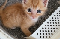 아기고양이 분양