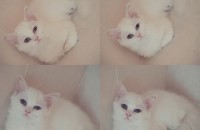 하얀미묘냥이무료분양합니다