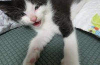 렉돌 엄마 코숏 아빠 사이에서 태어난 아가냥 분양합니다