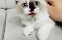 렉돌 분양 합니다