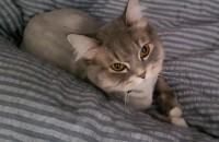 브리티쉬 중모  한살 남아 . 좋은분찾습니다