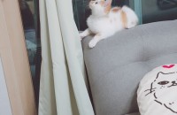 인천 3개월 된 여아 무료 분양합니다