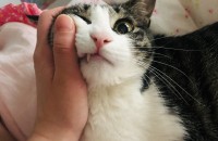 중성화완료한 애교많은 코숏 고등어 남자아이