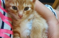 새끼고양이 무료분양