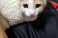 한국 고양이 분양합니다