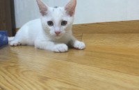 광주광역시 아가고양이들 무료분양해요