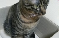 멋진 코트를 입고 있는 무릎냥 하루입니다.