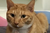 코숏 5살 남아 무료분양