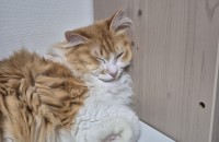 놀숲 치즈탭 아가 무료분양합니다