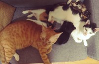 [천안성환] 코숏 2개월령 아깽이 3마리 분양 보냅니다.