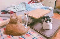 성묘 3마리 분양합니다.