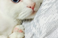 터앙 1년 수컷 무료분양합니다.