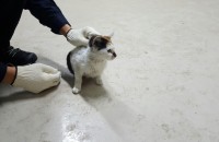 회사에서 포획된 아기냥이 분양합니다 ㅜ