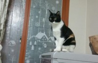 예쁜 콩이 마음다해 키워주실분만 데려가세요~