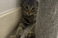 귀여운 4개월 아깽이들 데려가실 분 !